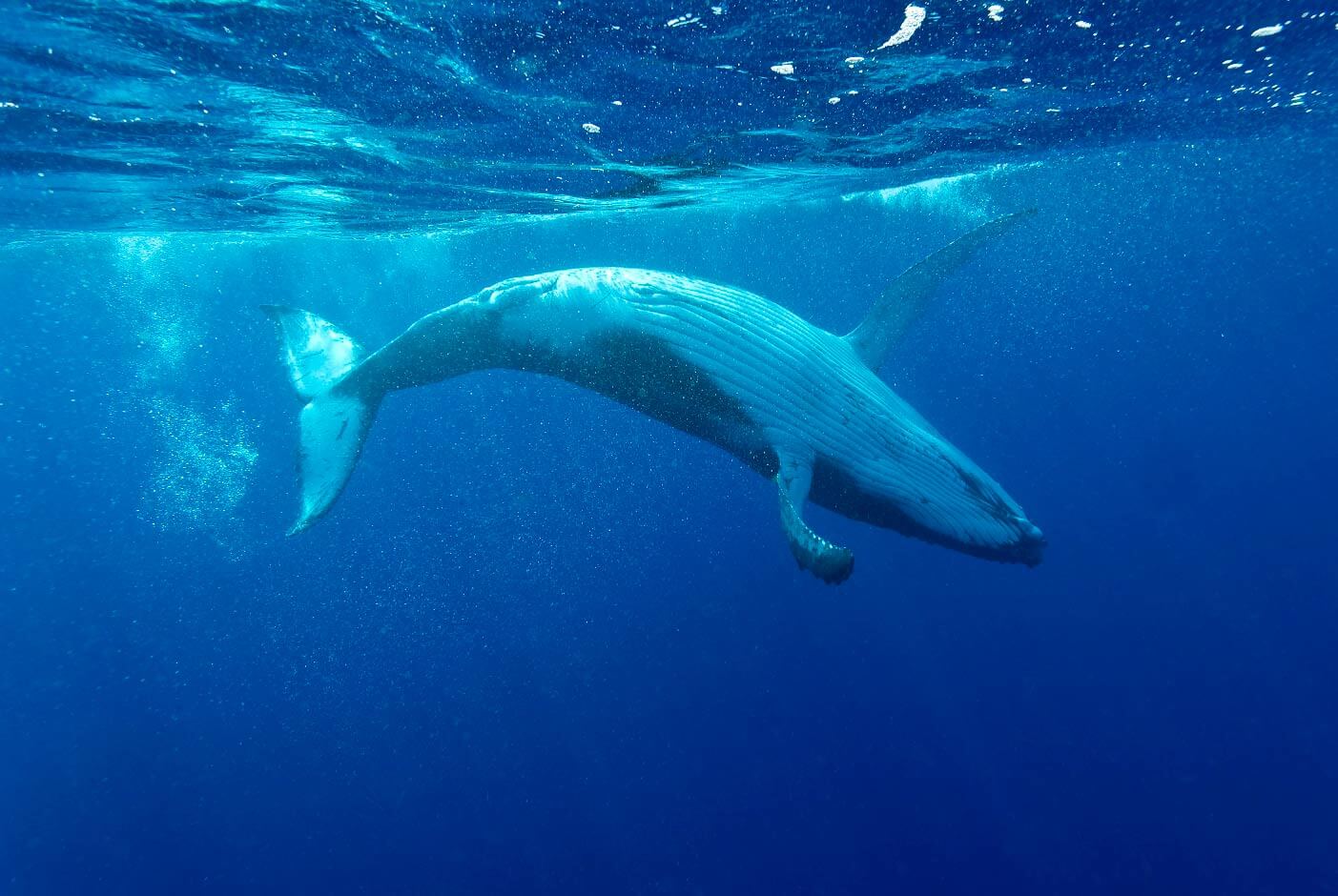 Japan’s commercial whale hunting risks international legal action, says