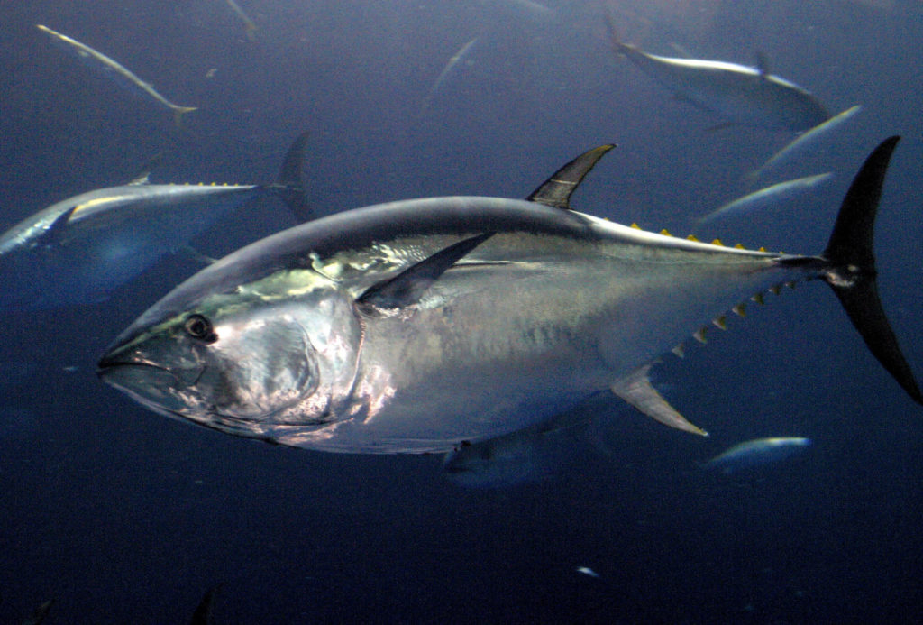 Why Is Tuna Fish Endangered at Kathy Garon blog