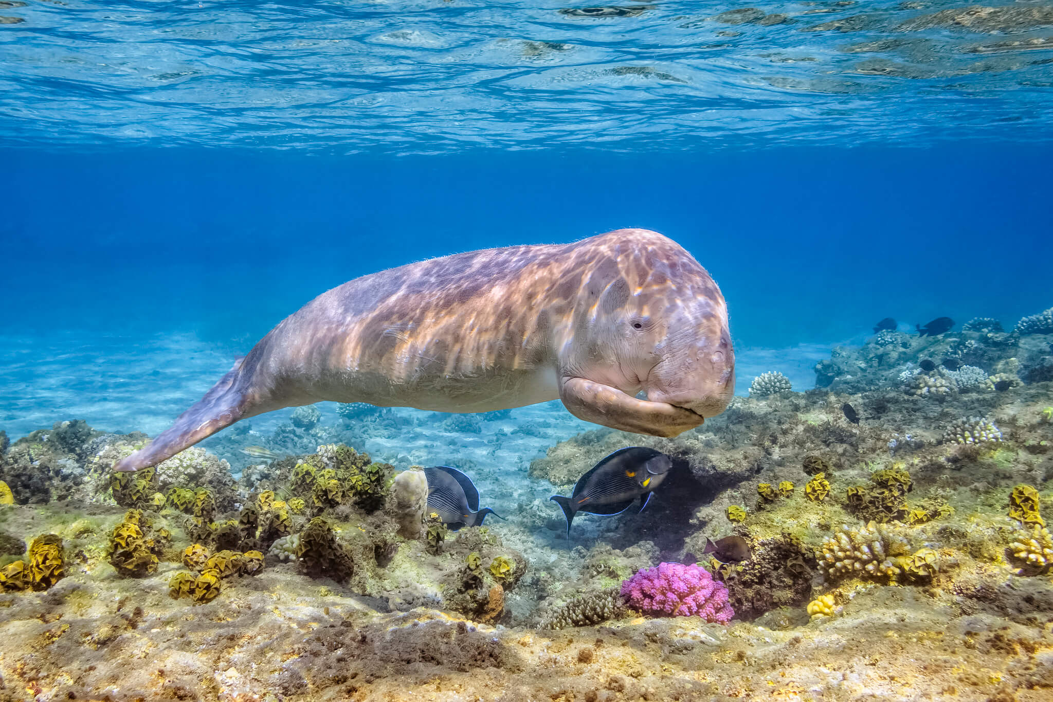 Dugongs - Threatened Status and Facts - Australian Marine Conservation  Society