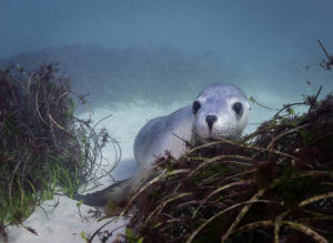 Australian Sea Lion hiding behind seaweed