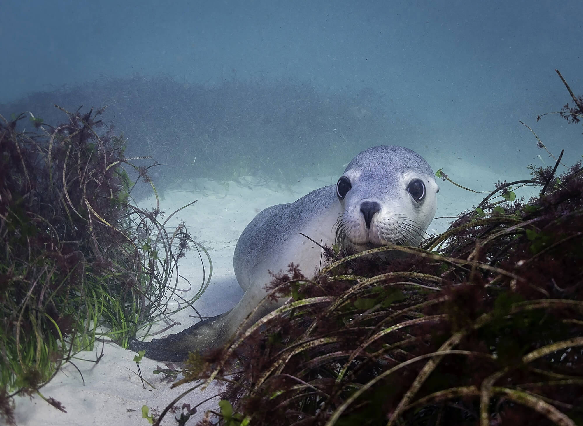 Endangered Sea Life Animals