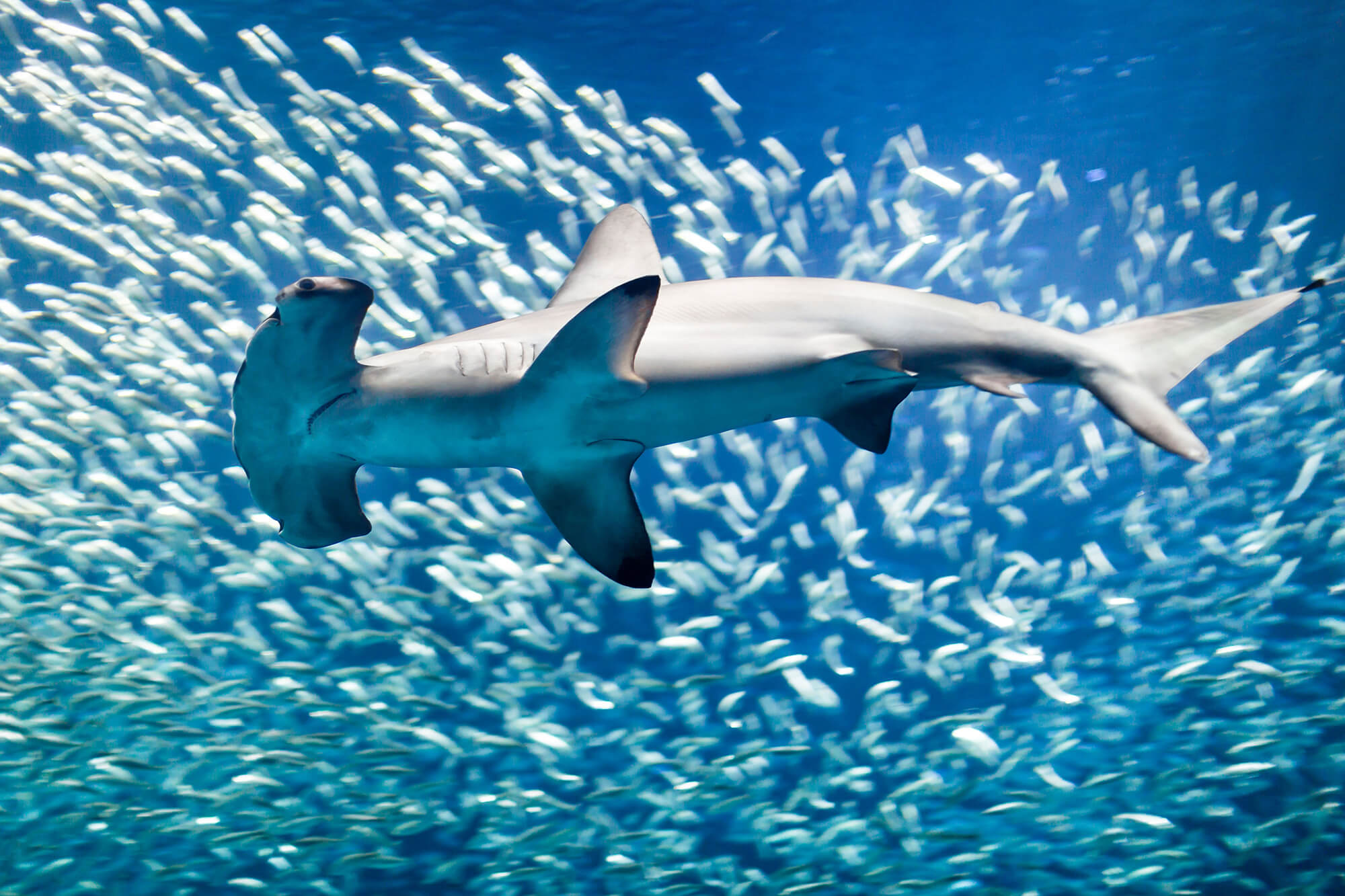 Hammerhead Sharks Threats And Facts Australian Marine Conservation 