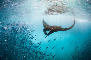 Ray with fish