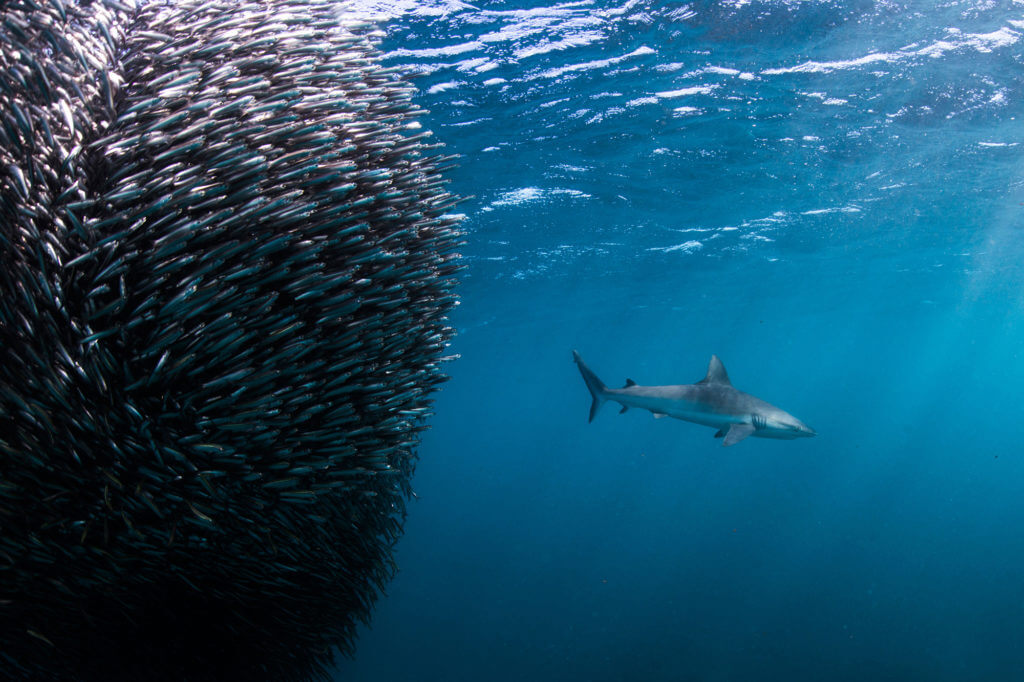 Shark with school of fish