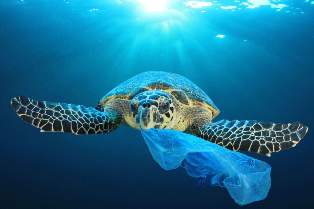 Green Turtle Eating Plastic bag