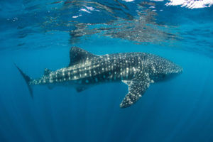 Whale Shark