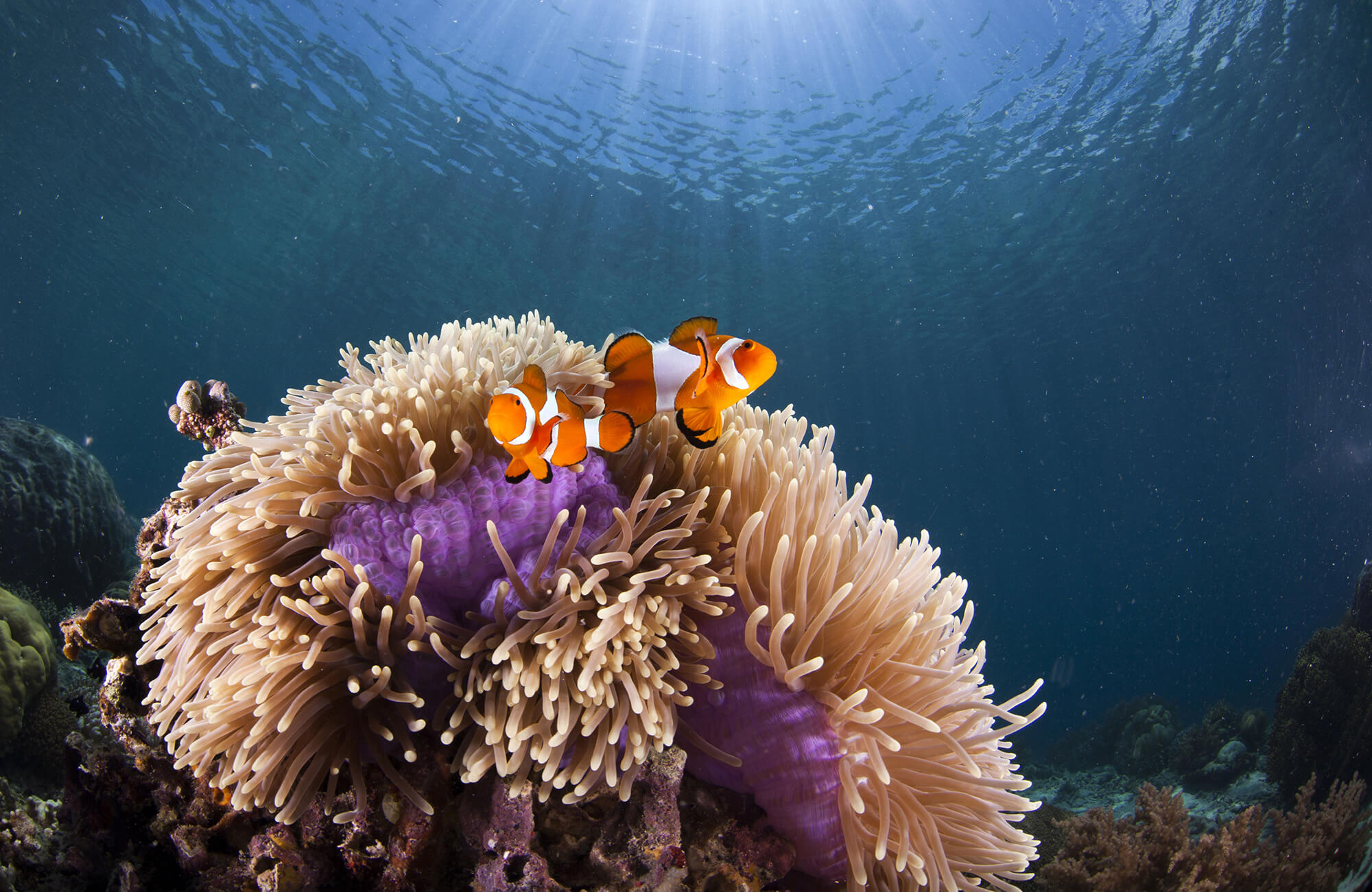 Queensland Marine Parks Australian Marine Conservation Society