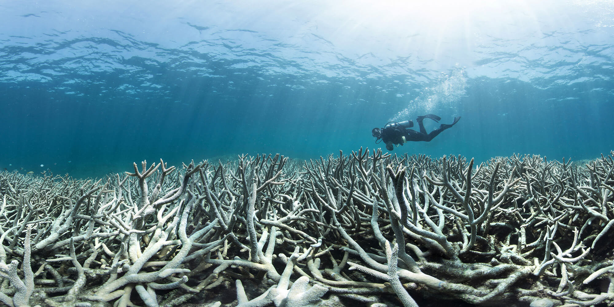 Coral Reefs: The Impacts of Coral Bleaching