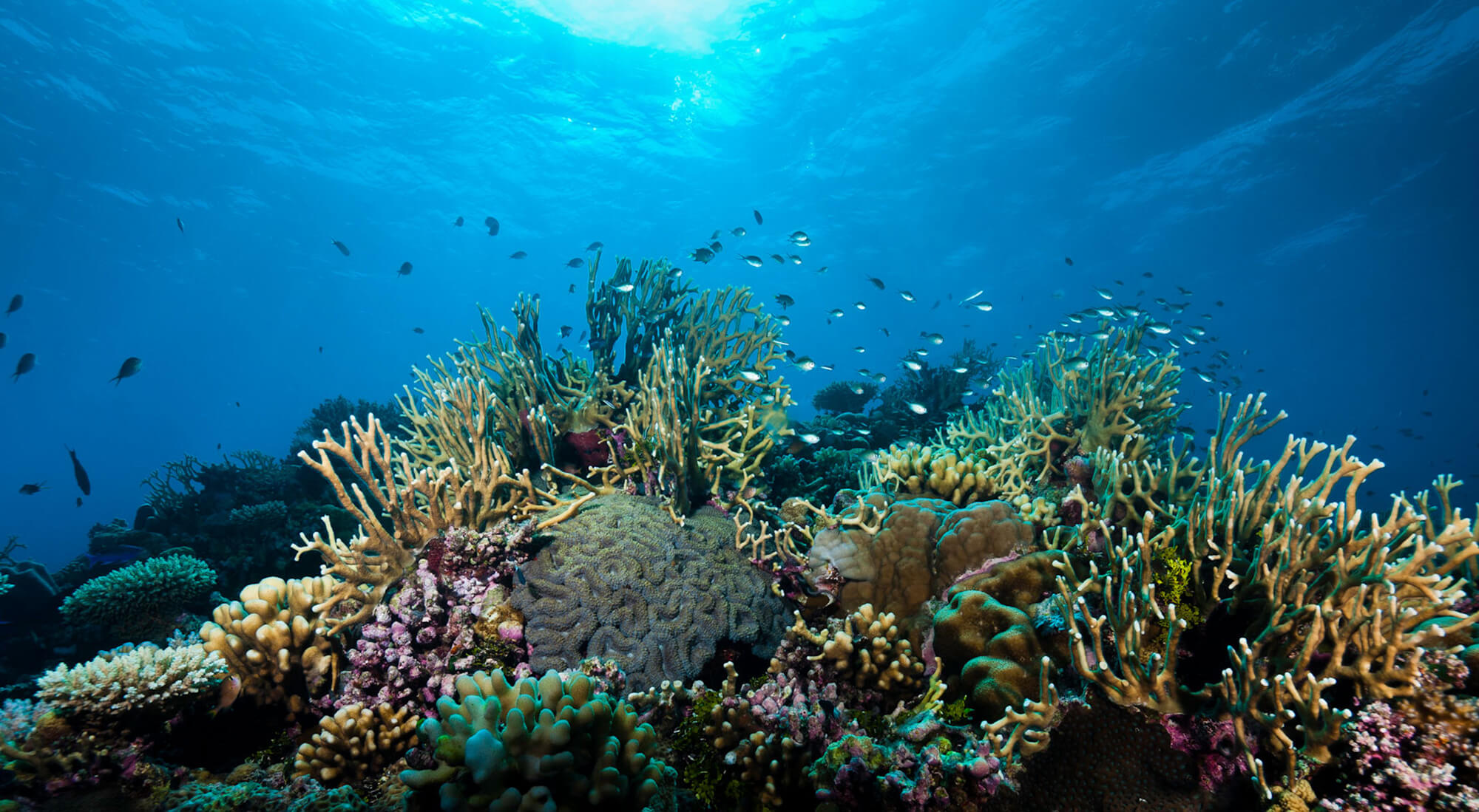 Great Barrier Reef Marine Park - Australian Marine Conservation Society