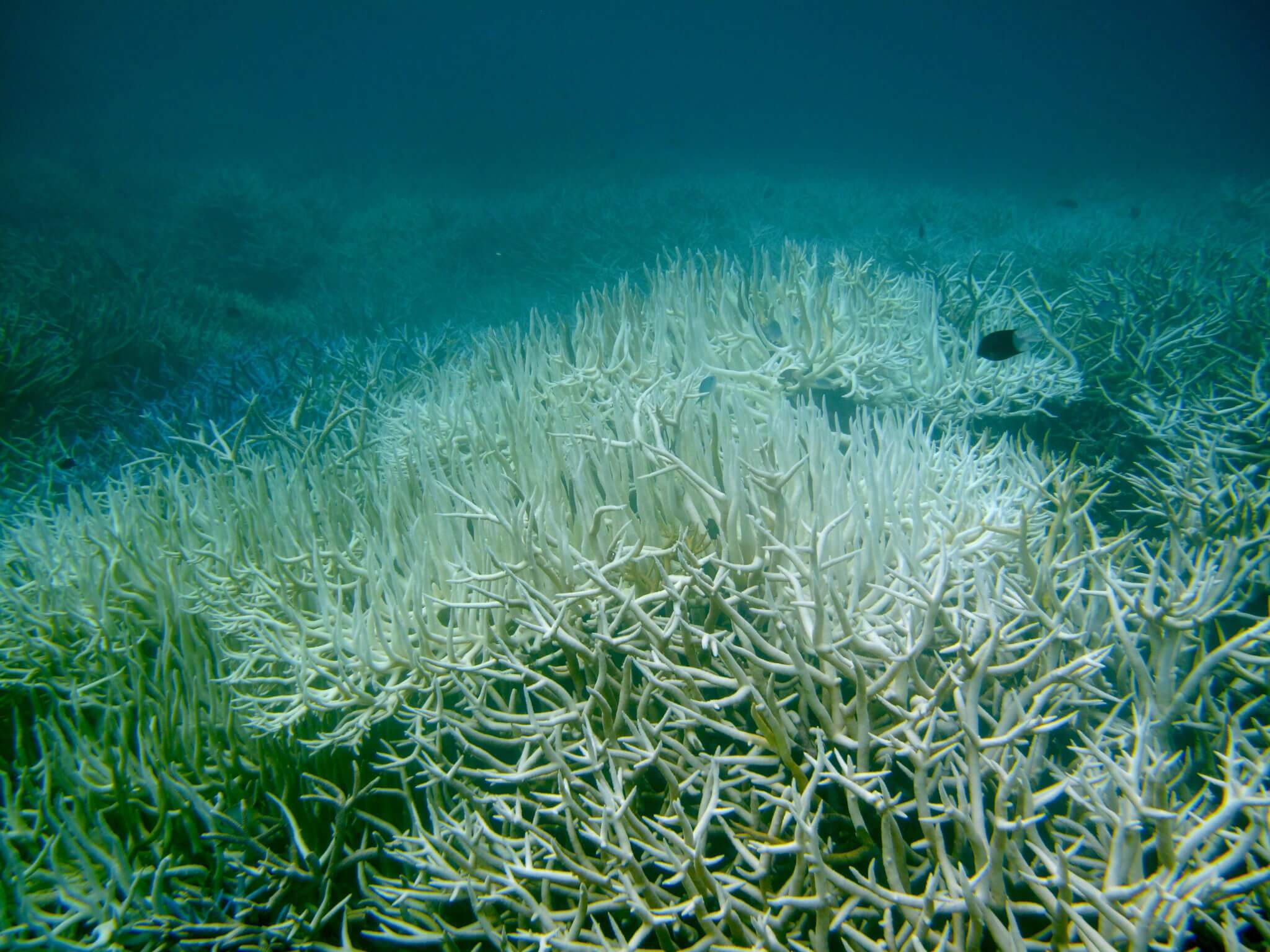 Great Barrier Reef tourism operators speak out as coral bleaching