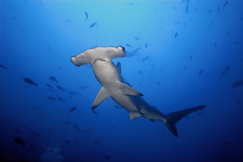 Shark Finning Northern Territory