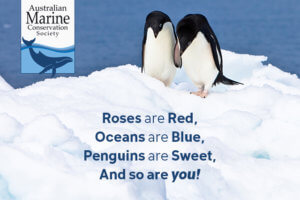 Penguins Holding Flippers