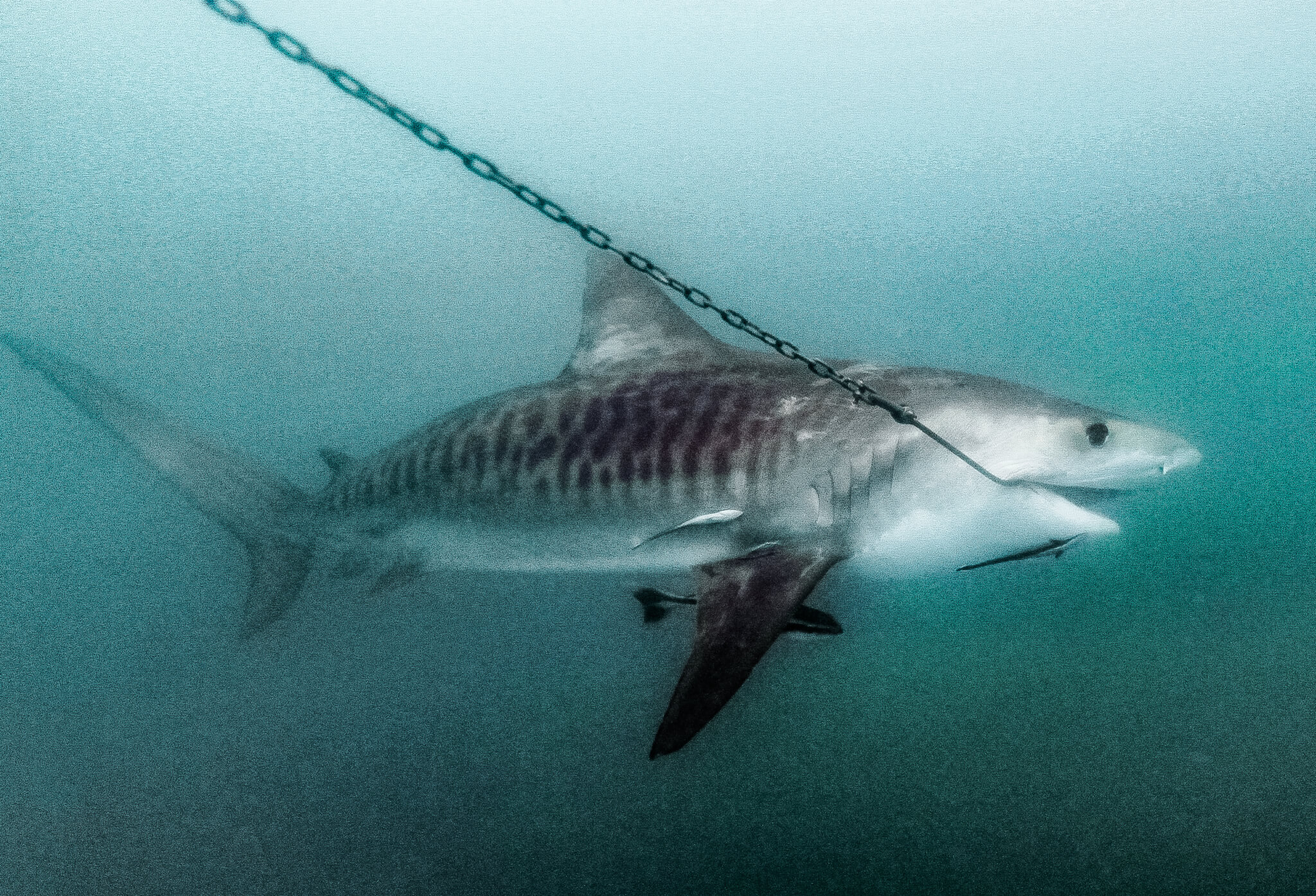 Blandet mørke fælde Shocking new imagery of sharks hooked on Queensland Government drum lines -  Australian Marine Conservation Society