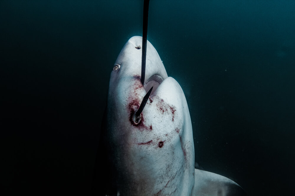 forbinde Observatory Minearbejder Shocking new imagery of sharks hooked on Queensland Government drum lines -  Australian Marine Conservation Society