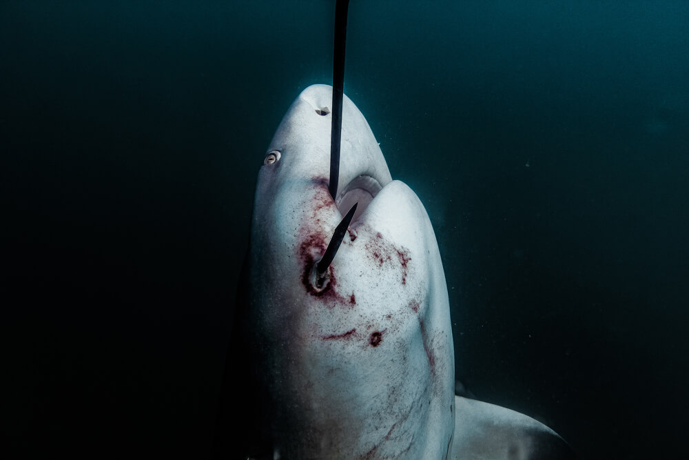 Bull Shark caught on a drumline at Magnetic Island, March 2019