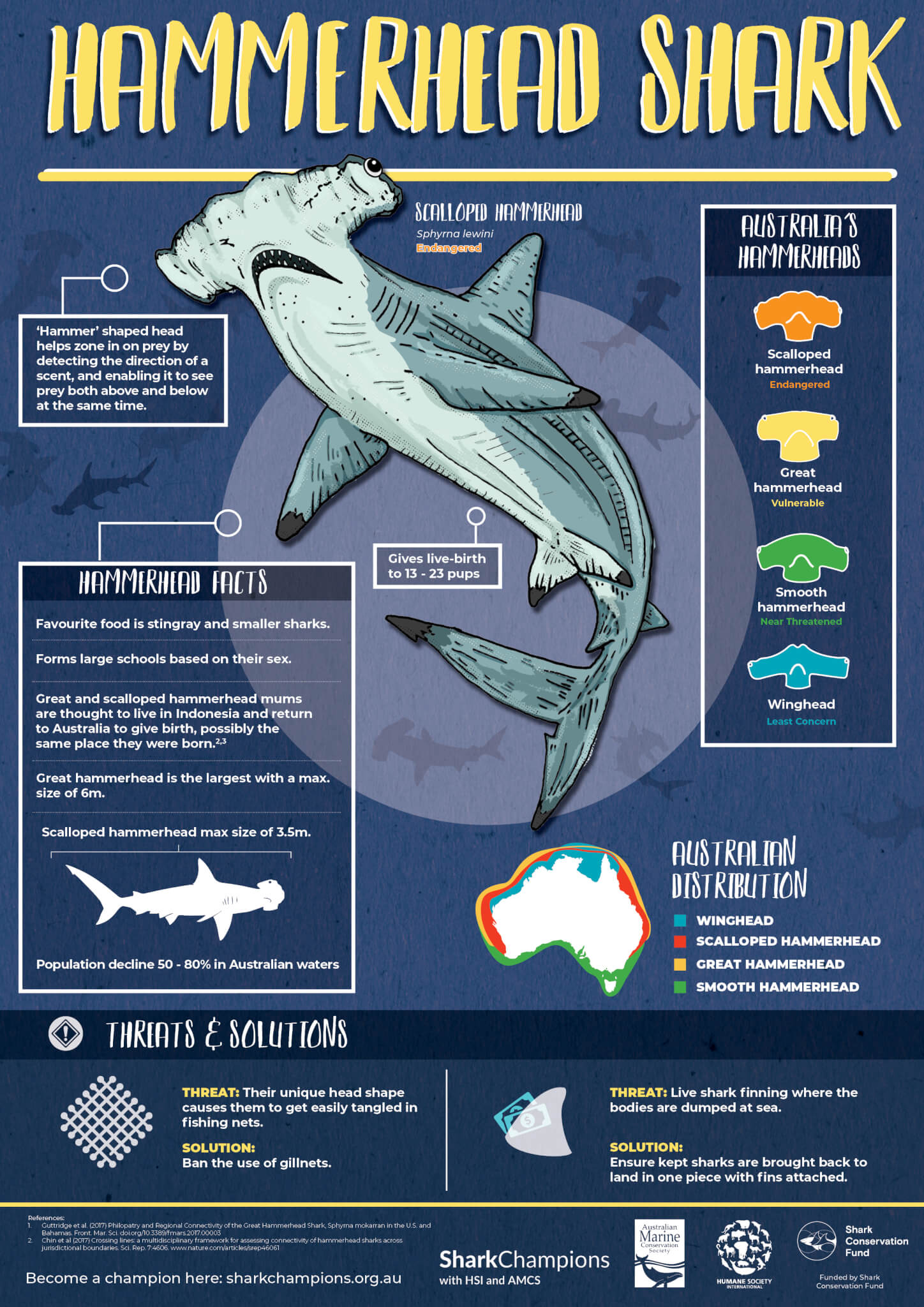 Hammerhead Sharks - Threats and Facts - Australian Marine Conservation ...