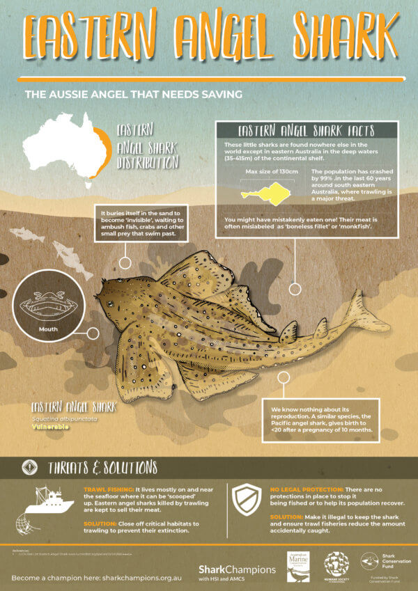 Shark Posters Australian Marine Conservation Society