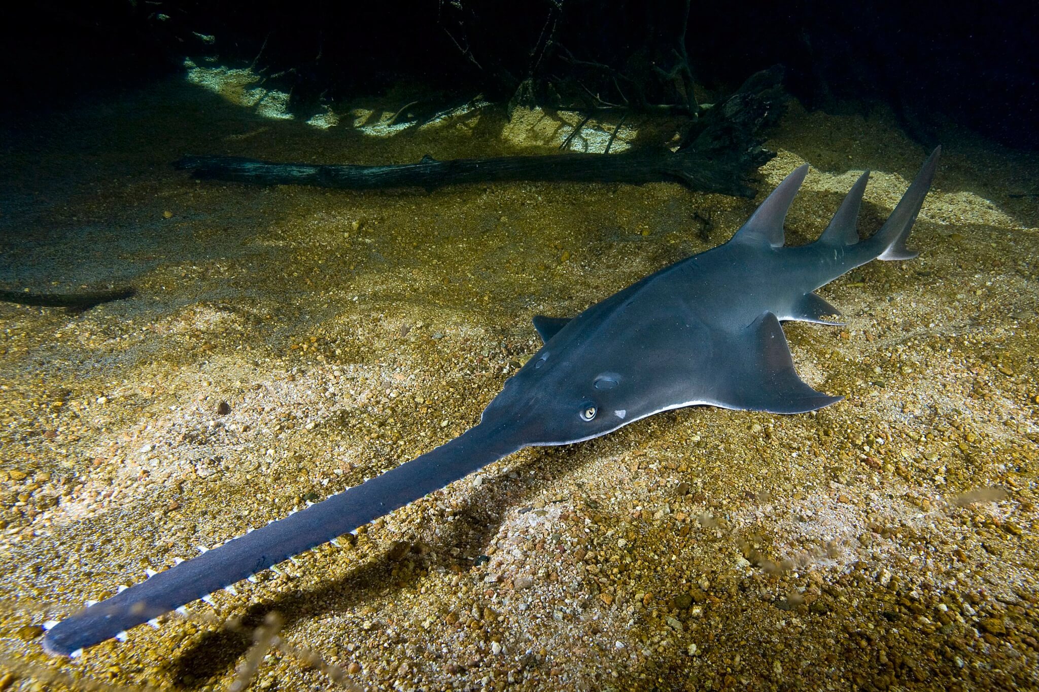 Sawfish - Australian Marine Conservation Society