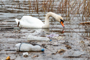 Bottiglie di plastica in un fiume 