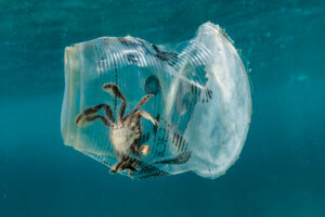 Crab în pahar de Plastic Noel Guevara / Greenpeace