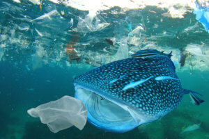 Whale Shark filter feeds in polluted ocean, ingesting plastic bag