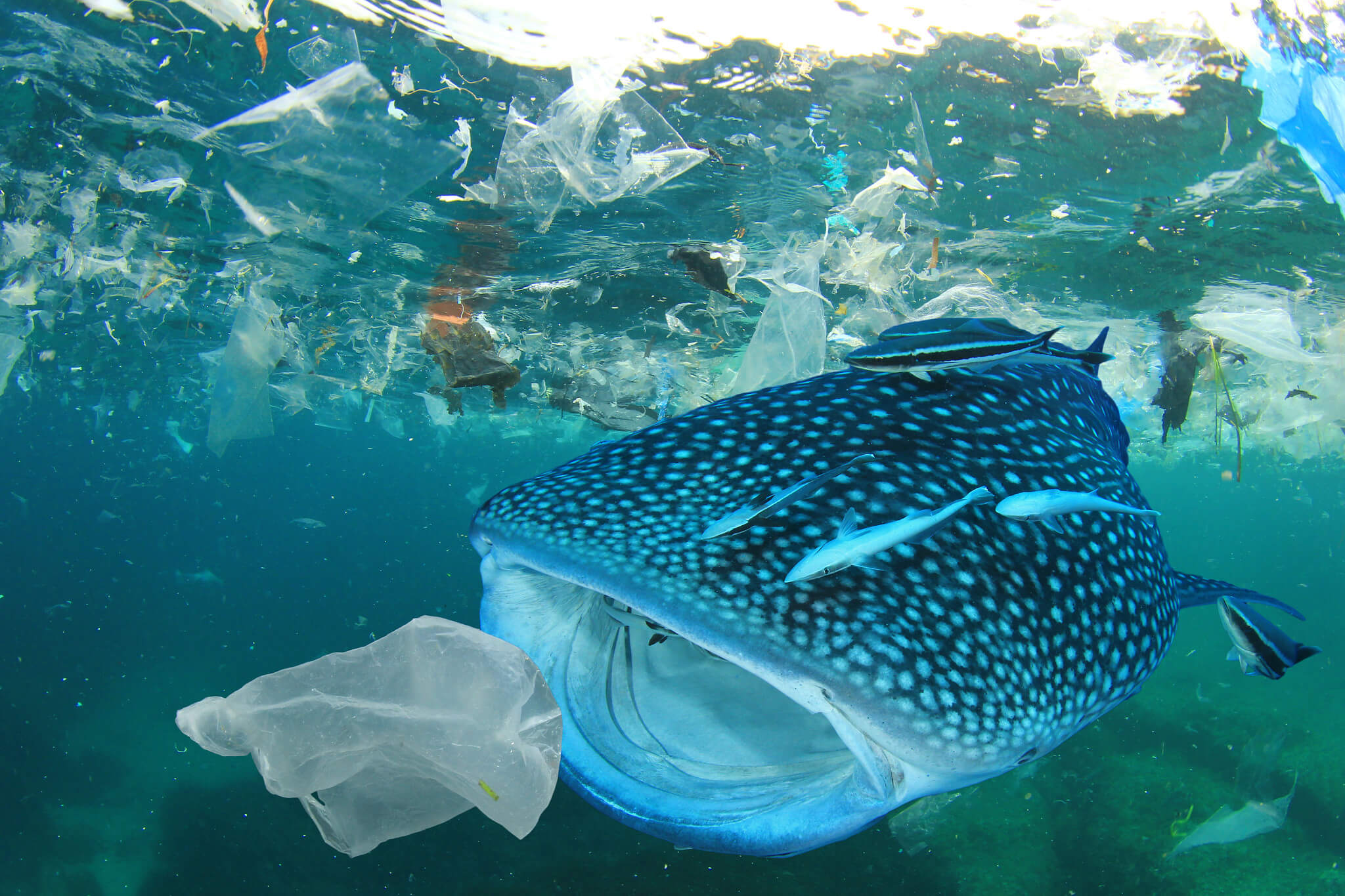  A whale shark swims through a sea of plastic waste, highlighting the impact of plastic pollution on marine life.