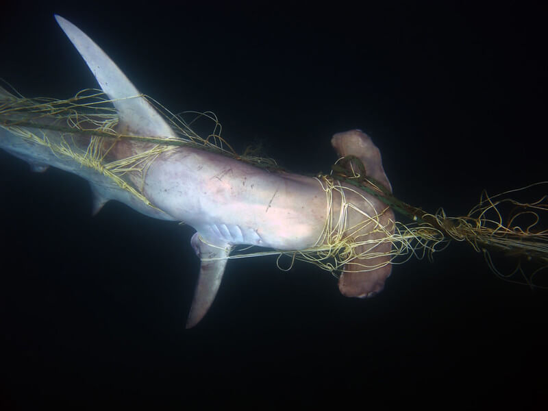Tracker reveals 139 more marine animals trapped in Queensland shark nets  and drumlines since May - Australian Marine Conservation Society