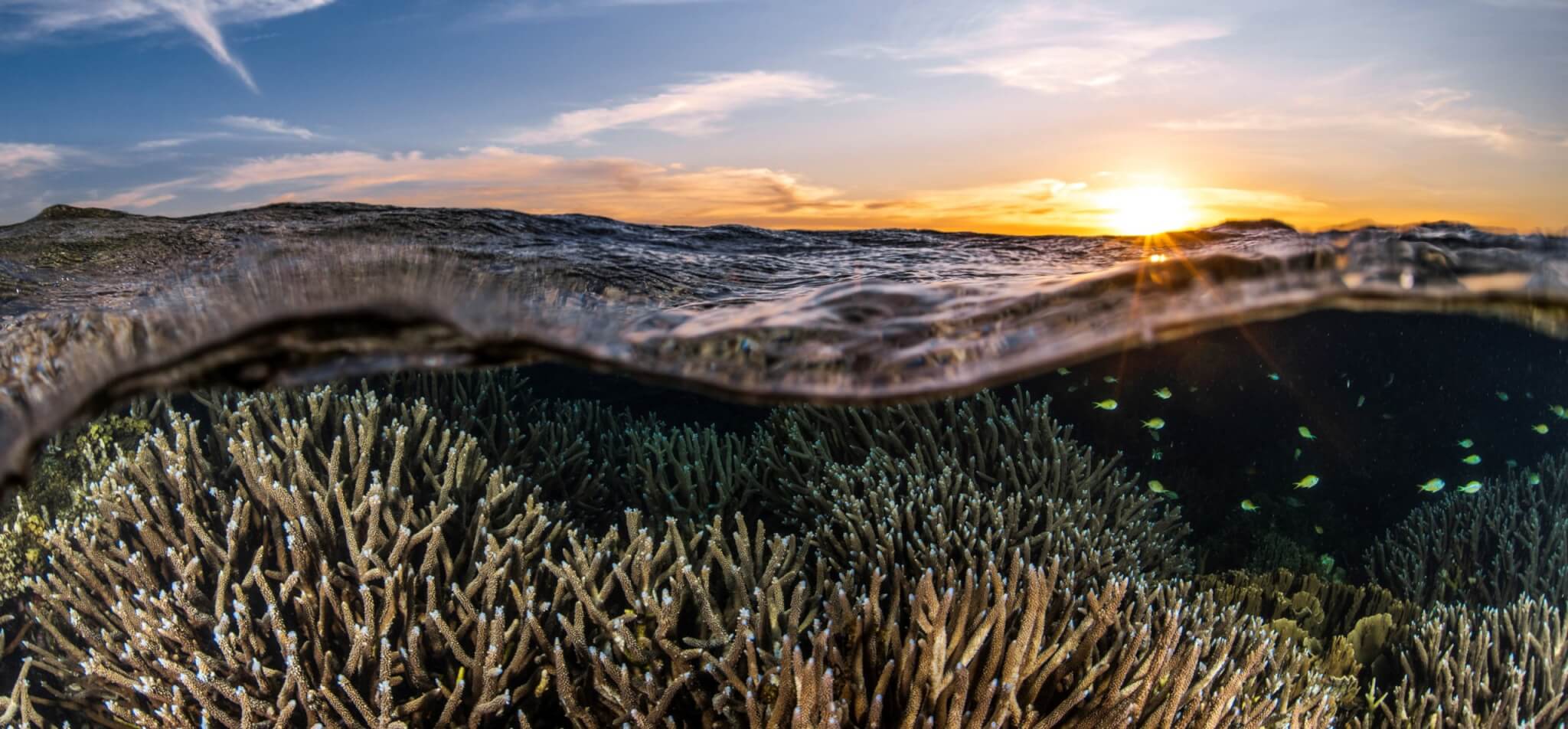 Wave of community concern wins reprieve for Ningaloo from new oil and