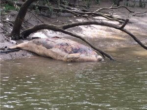 Dead dugong in Upper Mary River. Pic: WWF