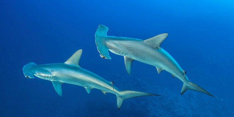 Scalloped hammerhead sharks