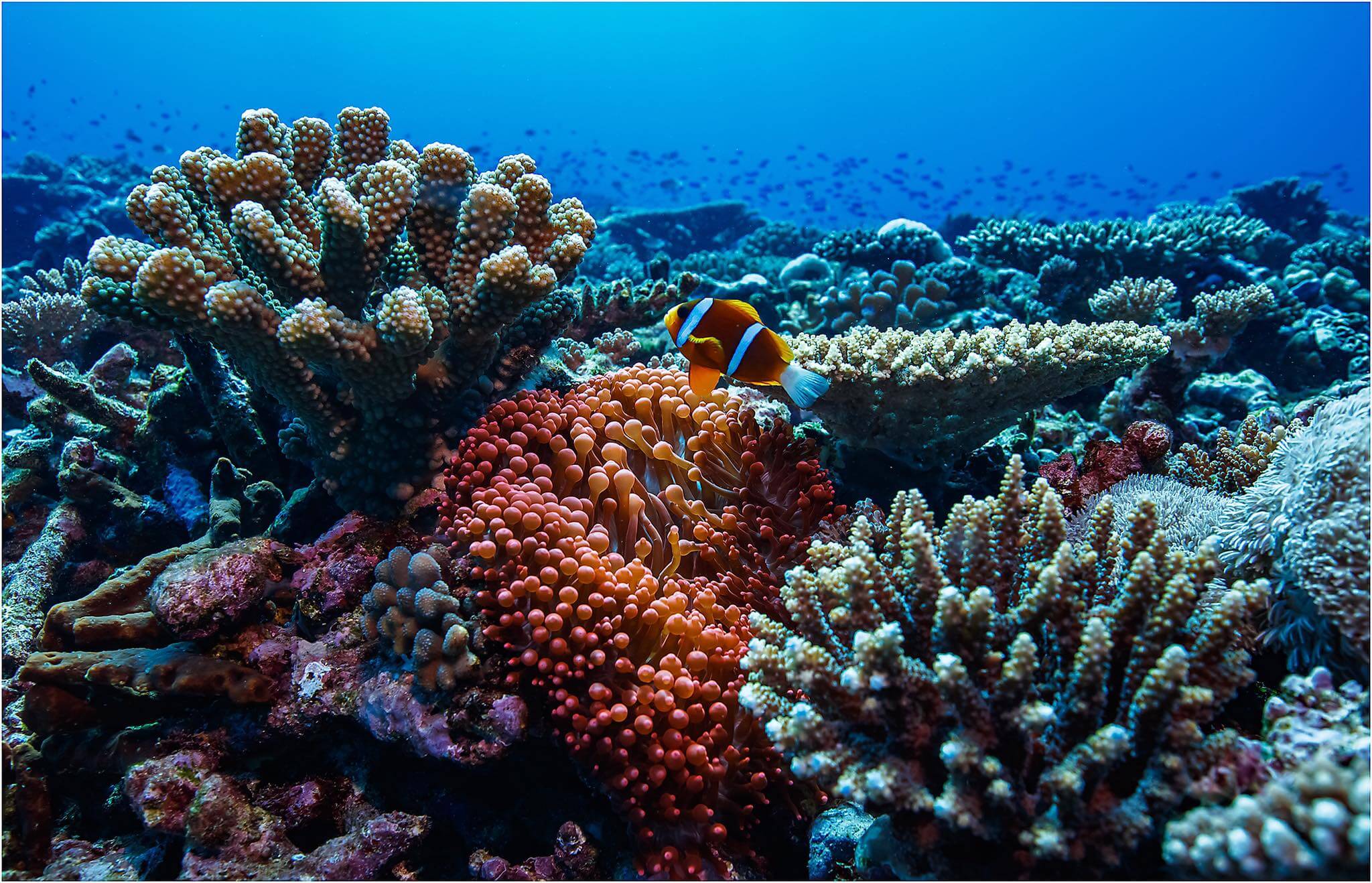 How scientists are restoring coral at the Great Barrier Reef