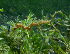 Leafy Dragon