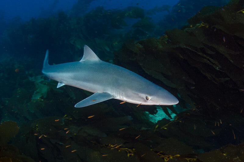 Global Trade Crackdown an early Christmas present for Australia’s Sharks & Rays