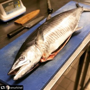 Spanish Mackerel - GoodFish Australia's Sustainable Seafood Guide