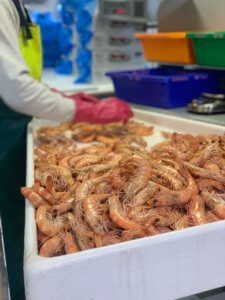 Spencer Gulf Prawns