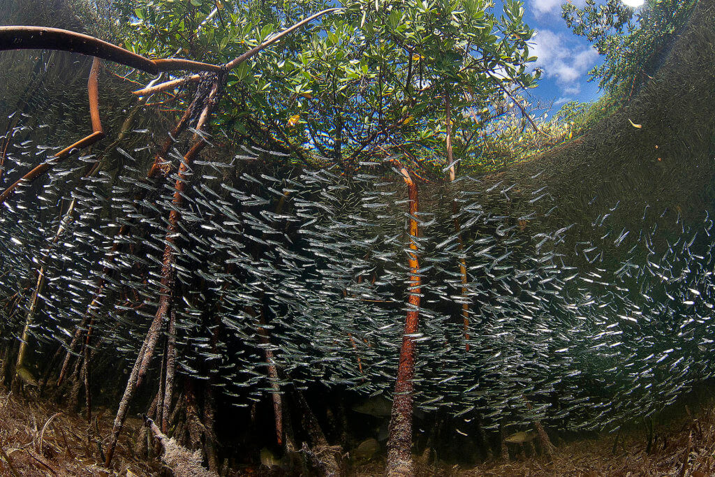 Wetlands Mangroves Blue Carbon Storage photo by Matthew D Potenski 2011 Marine Photobank