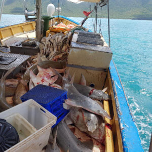 Sawfish in gillnet fishery in the Great Barrier Reef (Credit: WWF Australia)