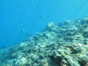 Lizard Island reef from April 2015, following the second cyclone