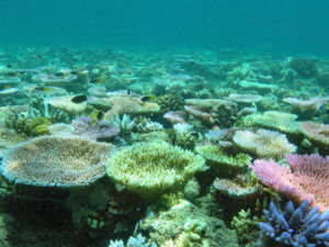 This picture taken in February 2021 shows partially bleached and fluorescing corals