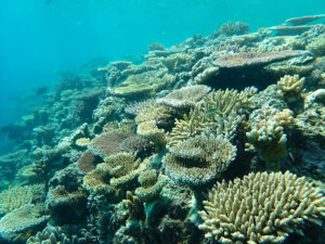 By October 2020, this section of the reef at Lizard Island shows good recovery