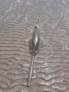 This protected narrow sawfish was found dead on Namaleta Beach by Eli Tabuai (Pic: Eli Tabuai)