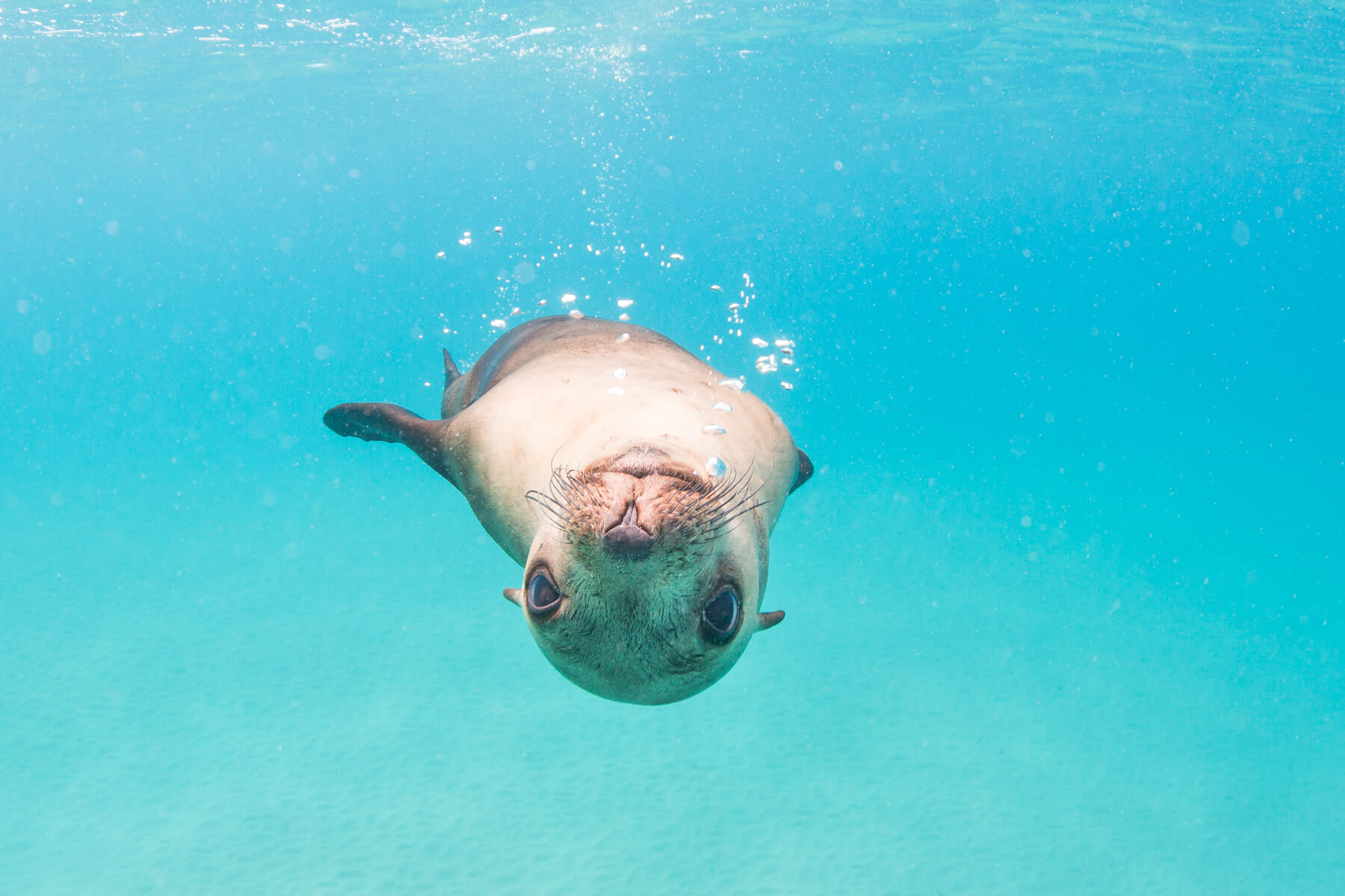 Australian Marine Conservation Society