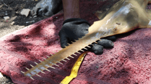 Sawfish being measured prior to release