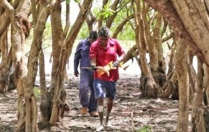 Senior Malak Malak Ranger Aaron Green rescuing a sawfish from the billabong to get it ready for transport to the Daly River