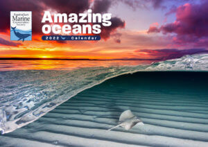 Australian Marine Conservation Society AMCS 2022 amazing oceans calendar