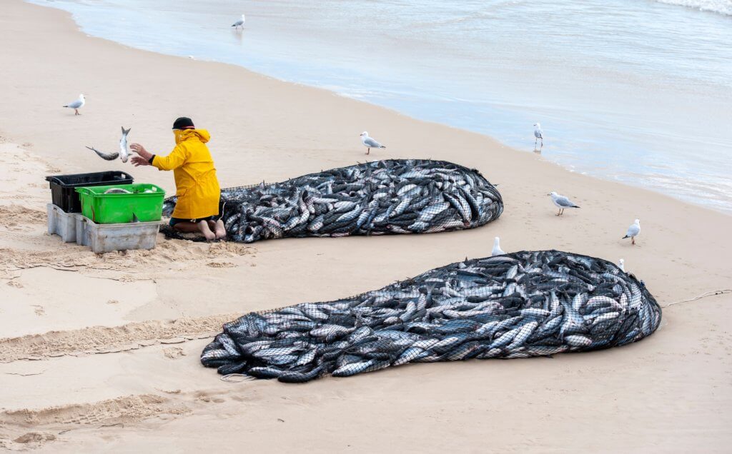 Australian fisheries sea mullet