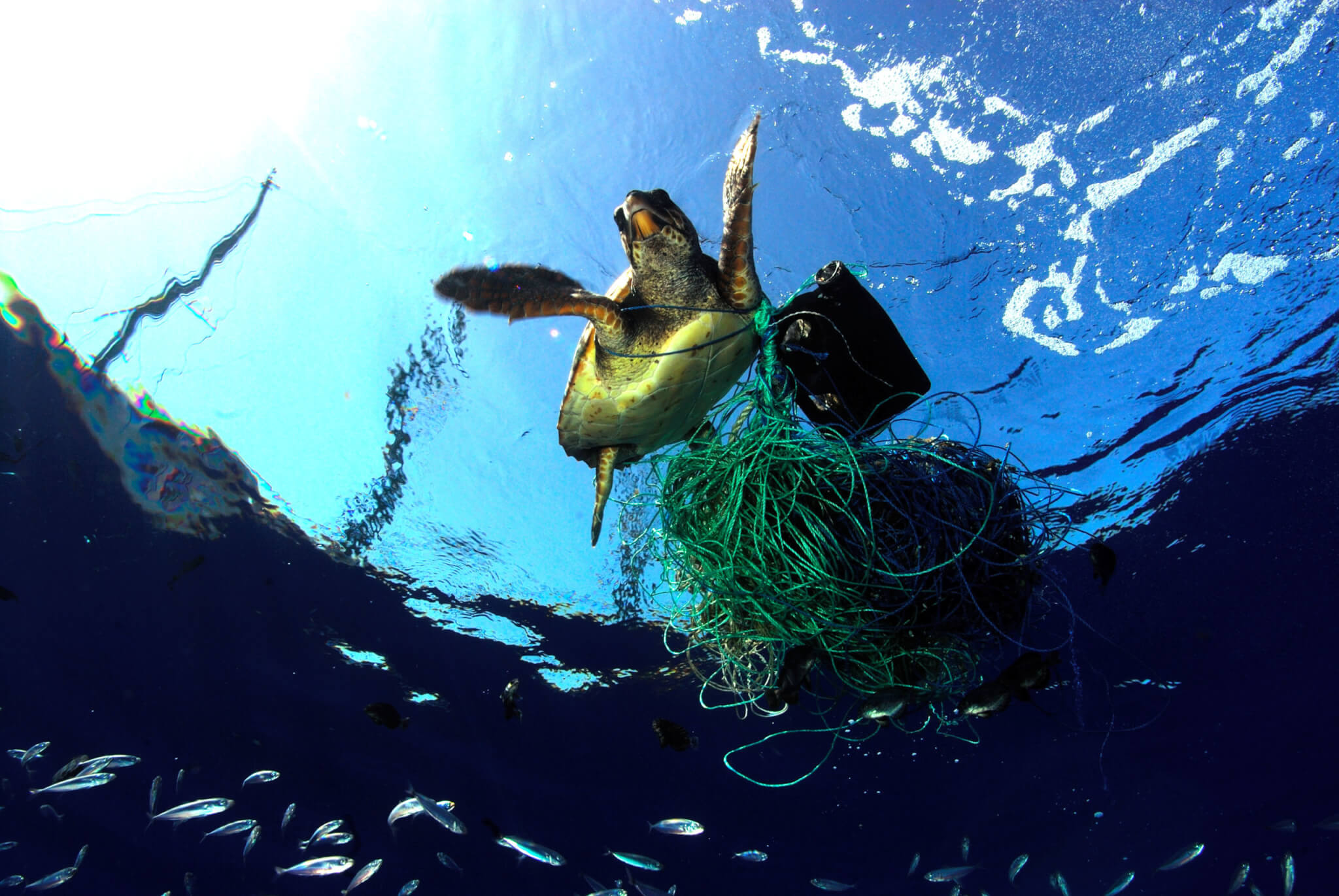 The impact of ghost nets on ocean wildlife - Australian Marine Conservation  Society