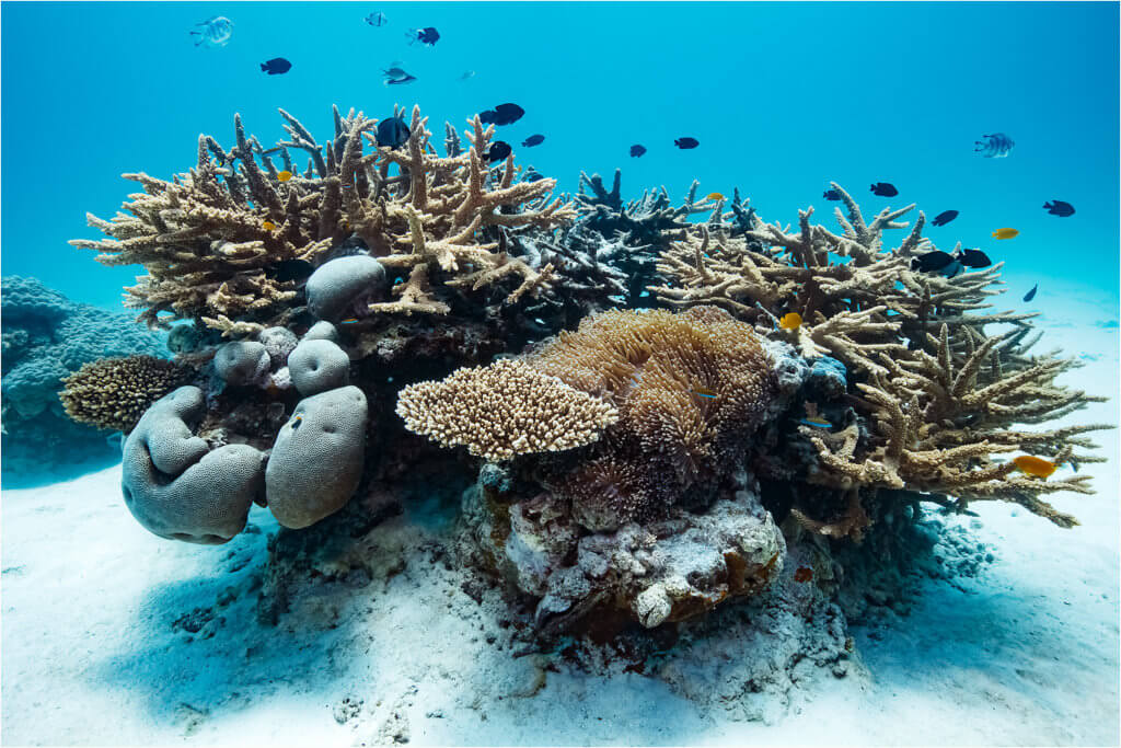 Location: Great Barrier Reef Photographer: Tracy Olive