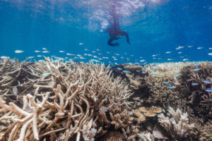 Bleached coral at Stanley Reef, Great Barrier Reef. Photo credit: AMCS, Climate Council, Grumpy Turtle. Photographer: Harriet Spark. Taken on March 23, 2022.