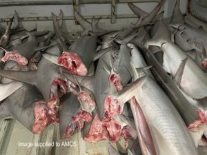 Piles of hammerheads on a fishing boat in NT waters